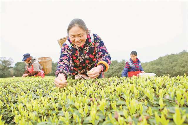 品牌強(qiáng)農(nóng) 擦亮金字招牌，引領(lǐng)重慶農(nóng)產(chǎn)品突破價(jià)值洼地